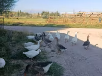Geese — 照片 3