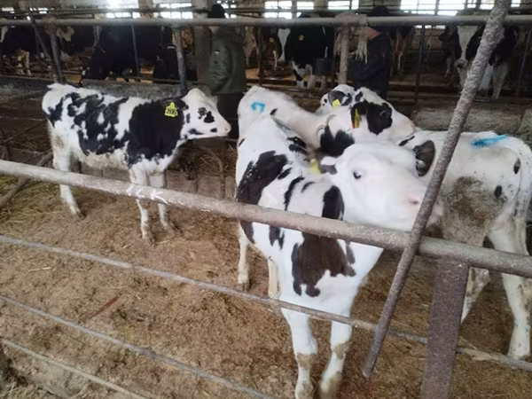 Bull, Holstein breed