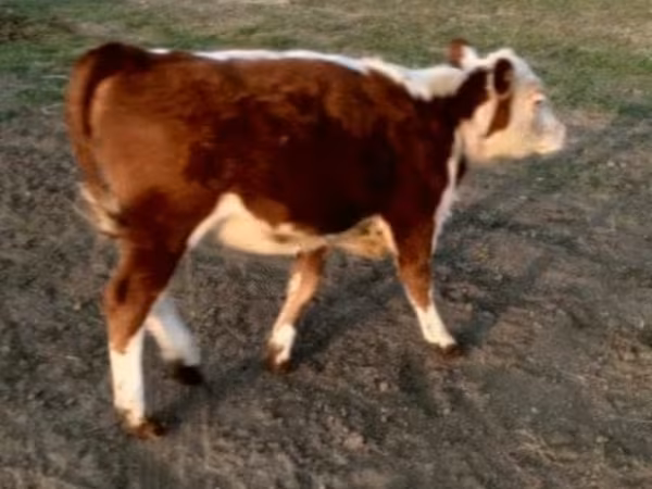 ثور, Swiss cattle