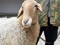 भेड़, Awassi sheep — फ़ोटो 8