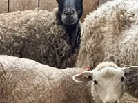 मेढ़ा, Katum sheep — फ़ोटो 8