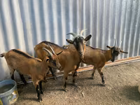 თხა, თხები — ფოტო 2