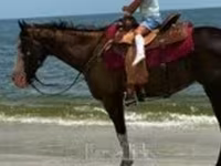 فرس, American paint horse — الصورة 7