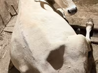 Cow, Ukrainian Brown Dairy Cattle — photo 1