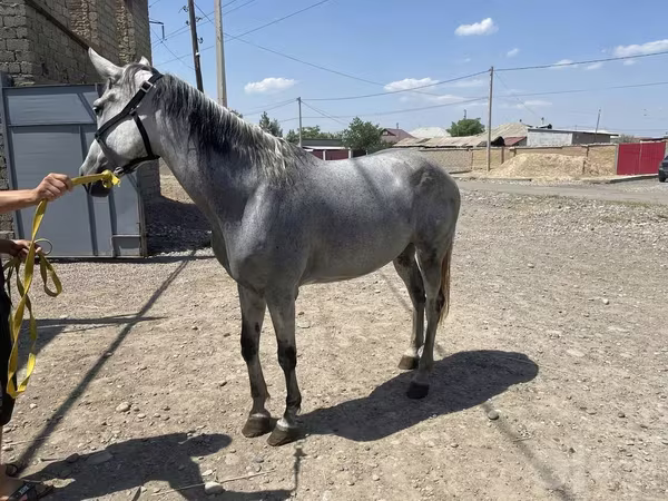 Stute, Orlov Trotter