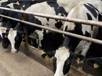 Vaca, Raza Holstein — foto 1