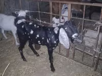 თხა, Beetal goats — ფოტო 7