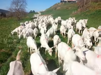 母山羊, Saanen goat — 照片 2