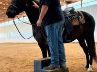 Caballo, French Trotter — foto 8