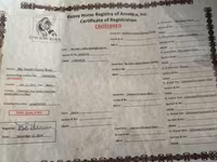 Stute, Pferde — Foto 5