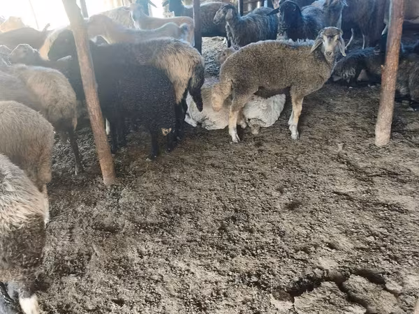 Sheep, Sheep