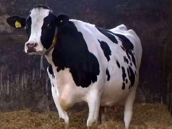 Vaca, Kholmogory Cattle — Rusia