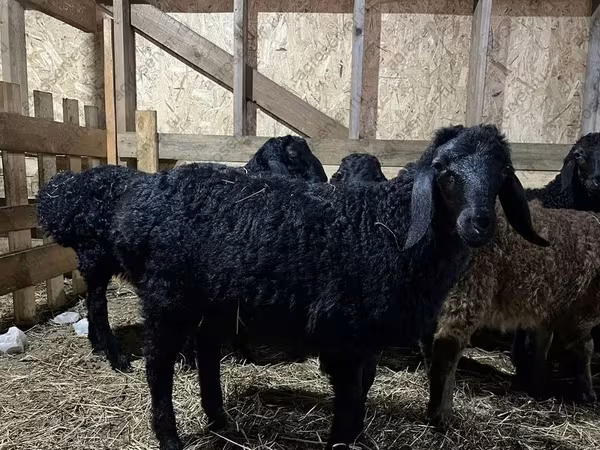 Ram, Baerchuke sheep