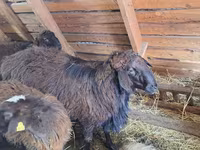 मेढ़ा, Edilbay sheep — फ़ोटो 1