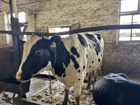 بقرة, Russian Black pied cattle — الصورة 8