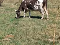 母牛, Cattle — 照片 2