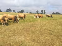 ხარი, Aubrac cattle — ფოტო 4