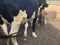 Kuh, Russian Black pied cattle — Foto 1