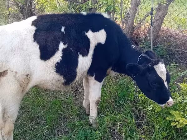 母牛, Holstein breed