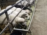 Ram, Sheep — photo 2