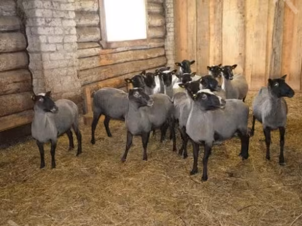 Widder, Romanov sheep