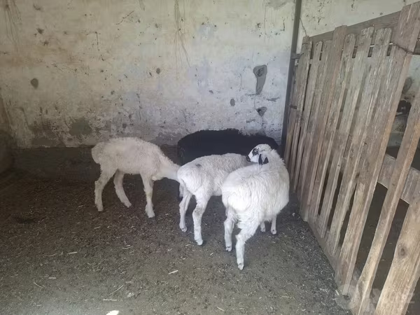 Oveja, Ovejas