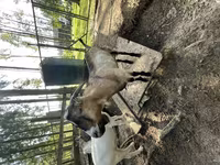 Cabro, LaMancha goats — foto 1