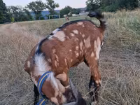 თხა, Nubian Goat — ფოტო 5