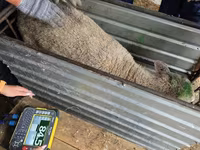 भेड़, Kuibyshev sheep — फ़ोटो 4