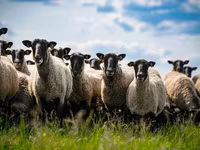 Carnero, Romanov sheep — foto 2