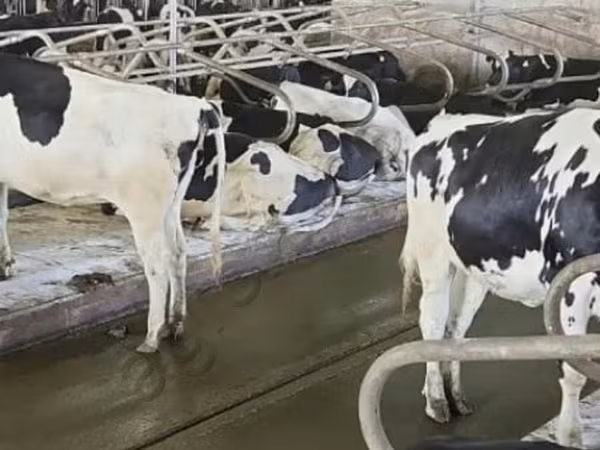 Vaca, Raza Holstein