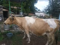 Cow, Simmental cattle — photo 2