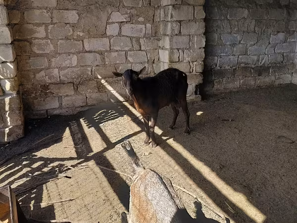 თხა, თხები
