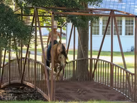 公马, Gypsy horse — 照片 7