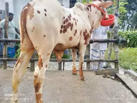 ثور, الماشية — الصورة 1