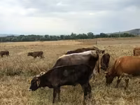 Bull, Cattle — photo 1