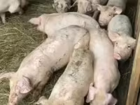 Eber, Schweine — Foto 2