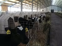 Bulle, Holstein-Rasse — Foto 1