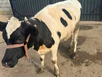 母牛, Cattle — 照片 1