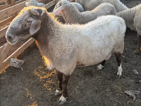 Ram, Sheep