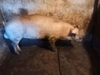 母猪, Ландрас — 照片 2