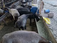 Ram, Sheep — photo 4