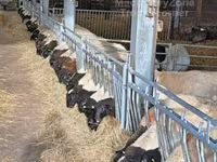 ვერძი, Dorper sheep — ფოტო 5