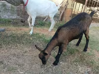 თხა, Saanen goat — ფოტო 3