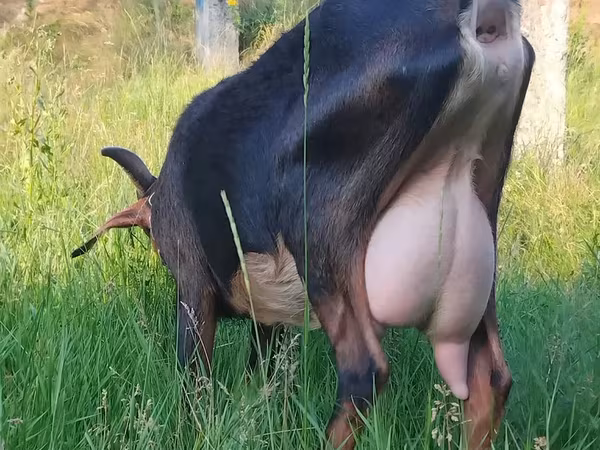 母山羊, Nubian Goat