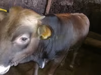 公牛, Cattle — 照片 3