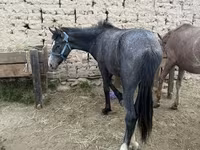 Caballo, Friesian sport horse — foto 1