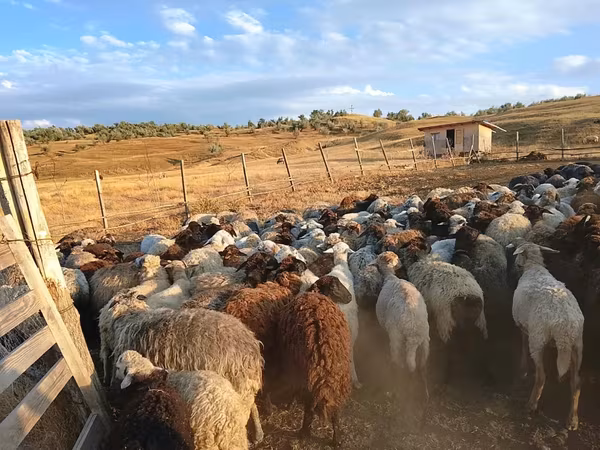Sheep, Sheep