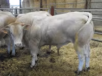 Toro, Blonde d’Aquitane cattle — foto 3