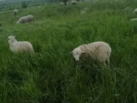 ვერძი, Edilbay sheep — ფოტო 5